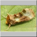 Diachrysia chrysitis - Messingeule 03.jpg